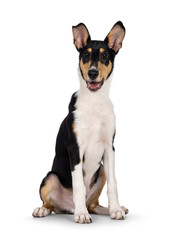 Cute young Smooth Collie dog, sitting up facing front. Looking towards camera. Isolated on a white background. Mouth open.