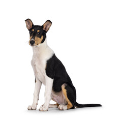 Naklejka na ściany i meble Cute young Smooth Collie dog, sitting up side ways. Looking towards camera. Isolated on a white background.
