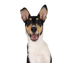 Naklejka na ściany i meble Head shot of happy young Smooth Collie dog, sitting up facing front. Looking towards camera with open mouth. Isolated on a white background.