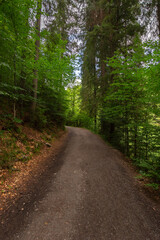 Fototapeta premium forest road through synevyr natural park. outdoor summer landscape on a sunny day. green nature scenery background. popular travel destination
