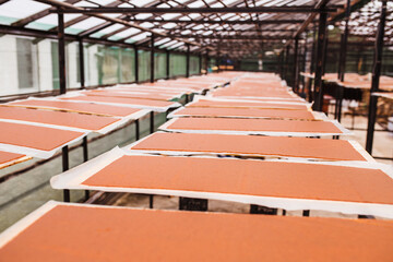 Technology and stages of preparation of Georgian traditional sweets from grape juice and nuts - churchkhela and pastila