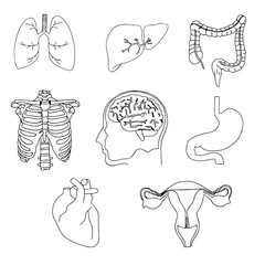 Set of Human internal organs. Hand drawn doodle sketch on a white background Vector illustration eps10.