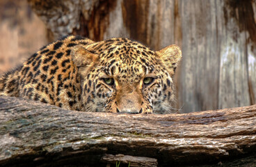young leopard looking straight ahead from behind some trunks