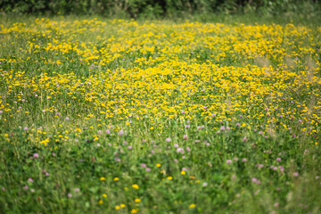 Floral green meadow with bright buds of wildflowers in focus - summer nature view