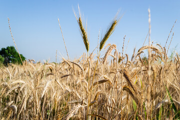 Country wheat grain field.