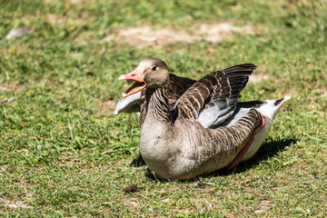 aggressive and threatening grey goose lies on a meadow, open beak and erect wing
