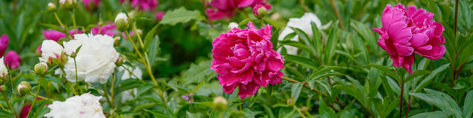 Fototapeta premium White and pink peonies in the garden