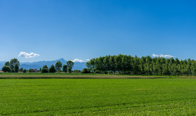Fototapeta na wymiar Landscape with green meadows and poplar trees of the Po Valley with the silhouette of the Monviso mountain in the province of Cuneo, Italy, on blue sky