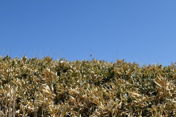 《北海道》神威岬の草原