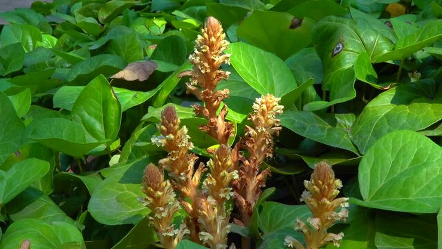 The ivy broomrape (Orobanche hederae)  is like other members of the genus Orobanche, a parasitic plant without chlorophyll, slider shot