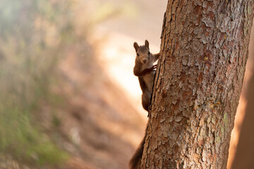 Fototapeta premium Squirrel hidden on a tree