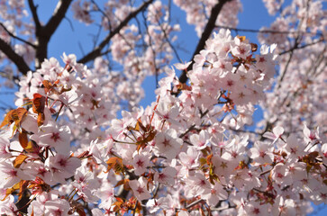 桜の花