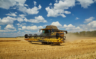 Obraz premium Combine harvester harvests ripe wheat.