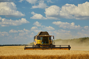 Combine harvester harvests ripe wheat.