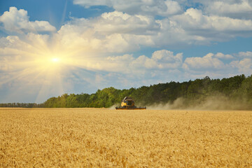 Combine harvester harvests ripe wheat.