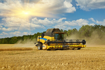 Obraz premium Combine harvester harvests ripe wheat.