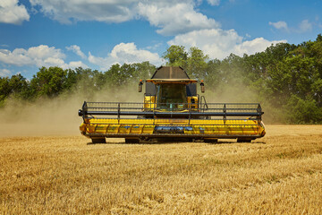 Fototapeta premium Combine harvester working on a wheat field. Seasonal harvesting the wheat.
