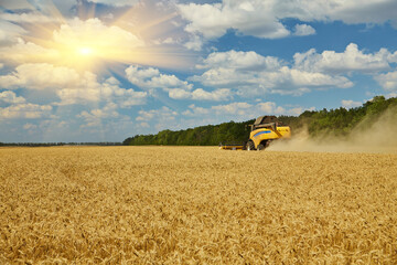 Combine Harvester Cutting Wheat, Summer Landscape of endless
