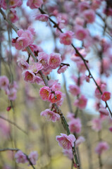 枝垂れ梅の花