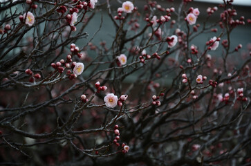 梅の花