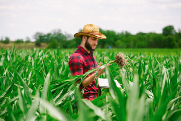 Agronomist inspects the stems and leaves of green corn.