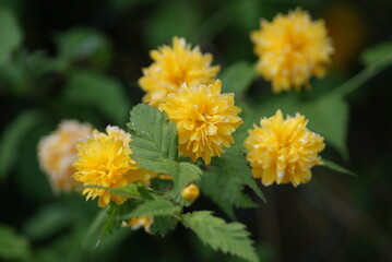 Yellow Flower