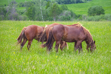 A beautiful horse with a foal in the field. A herd of horses, mares grazing in a green meadow. Beautiful mane. They eat grass. Close-up.	