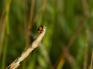 ant bag beetle