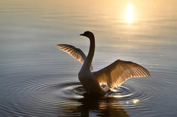 Fototapeten Beautiful silhouette of a white swan in the light of the setting sun © Marina