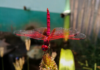 red dragonfly on a flower