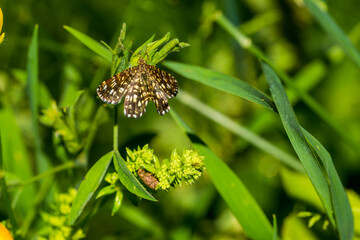 Butterfly on a grass