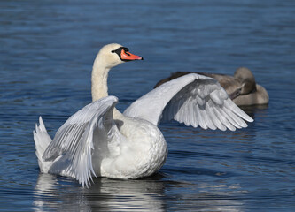 Obraz premium Beautiful white swan flaps its wings