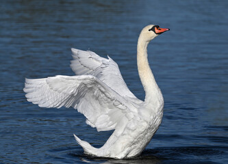 Beautiful white swan flaps its wings
