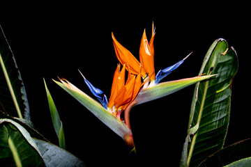 Crane flower isolated on black background, also known as bird of paradise, isigude, Strelitzia...