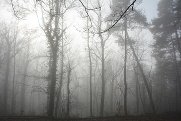 Fototapeta na wymiar Fog 