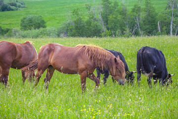 Naklejka na ściany i meble A beautiful horse with a foal in the field. A herd of horses, mares grazing in a green meadow. Beautiful mane. They eat grass. Close-up. 