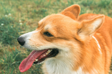 Corgi portrait on the background of the lawn