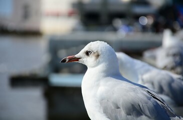close up of a seagull