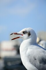 seagull on the beach