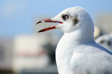 seagull on the beach