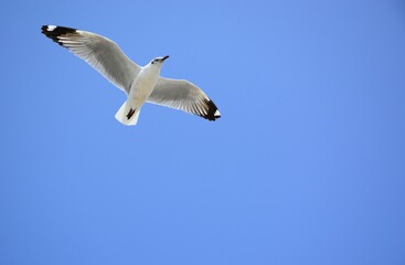seagull in flight