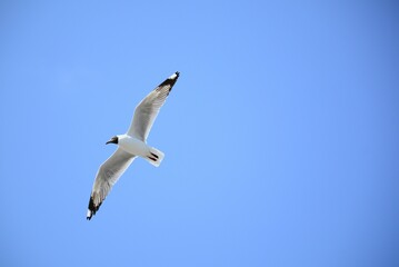 seagull in flight