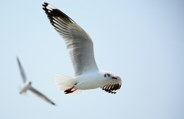 Obraz premium seagull in flight