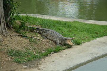 Crocodile open mouth at the Thailand farm.