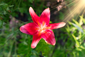 Beautiful lily flower on a background of green leaves. Lily flowers in the garden. Background texture with burgundy buds	