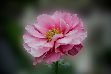 Beautiful Paeonia Karl Rosen Field