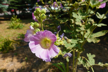 Buds and light pink flower of common hollyhock in July