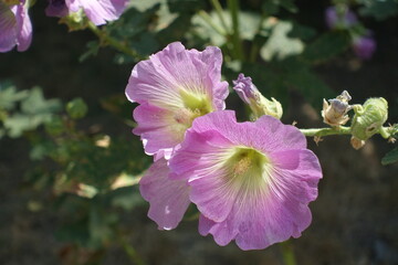 Light pink flowers of common hollyhock in July