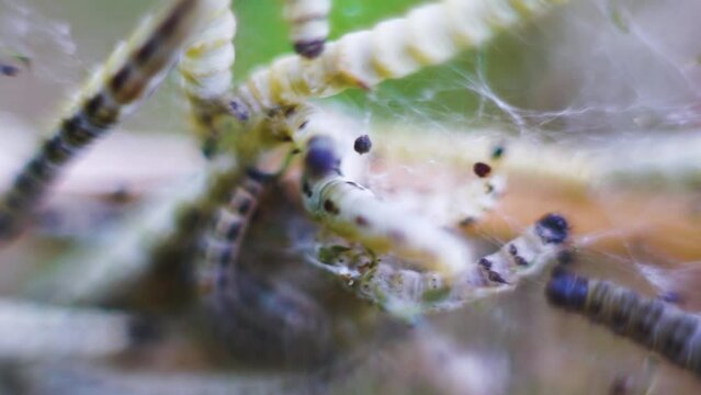 Caterpillars of weave moth yponomeuta evonymella. Macro photography caterpillar, soft focus.