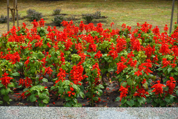 Fototapeta na wymiar Container with numerous scarlet red flowers of Salvia splendens in July
